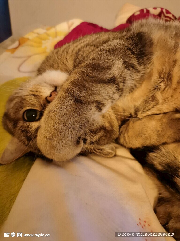 慵懒猫咪惬意趴在床上