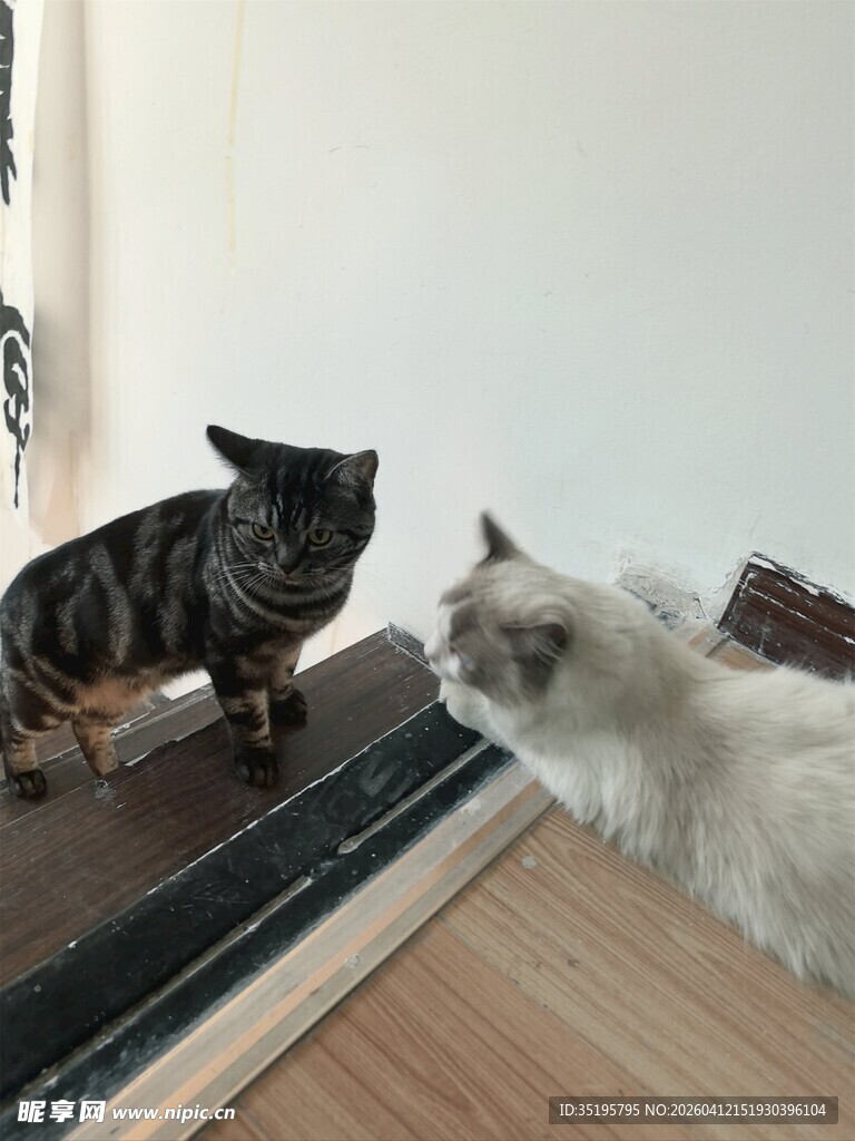 两只猫咪对视互动瞬间