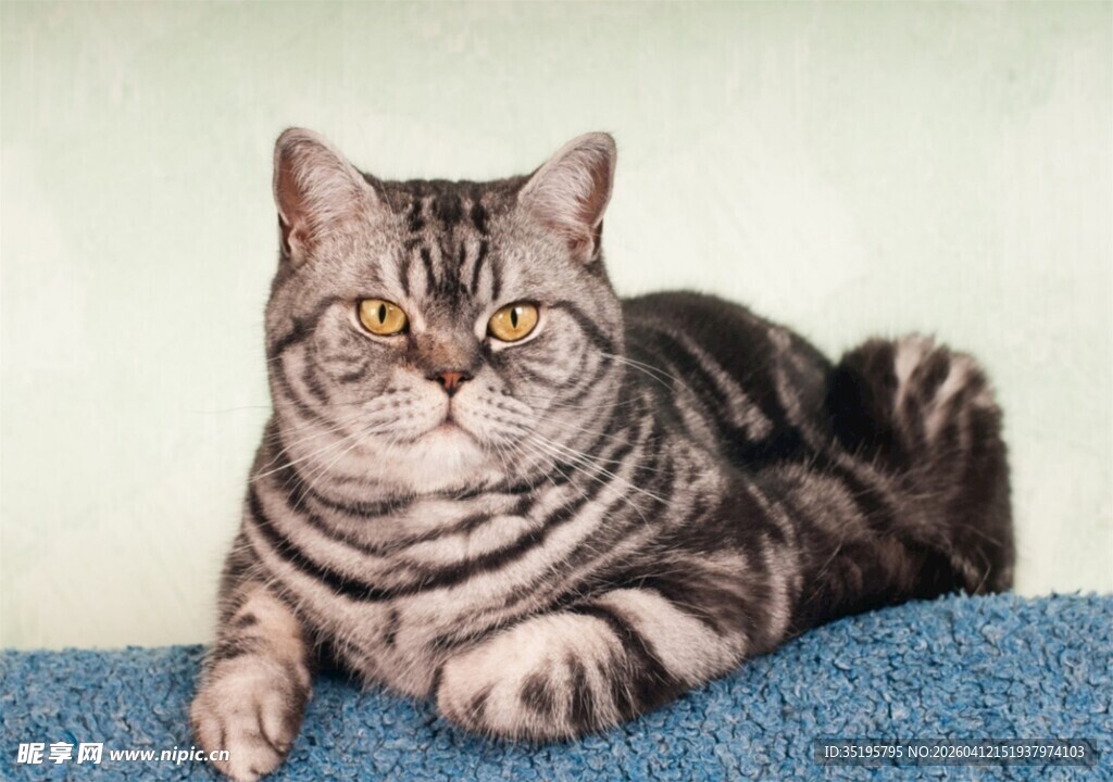 可爱斑纹猫咪惬意趴卧