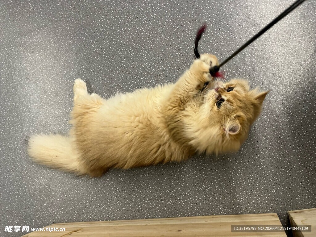 金渐层猫咪欢乐玩逗猫棒