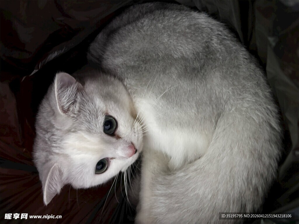 蜷卧的可爱灰白猫咪