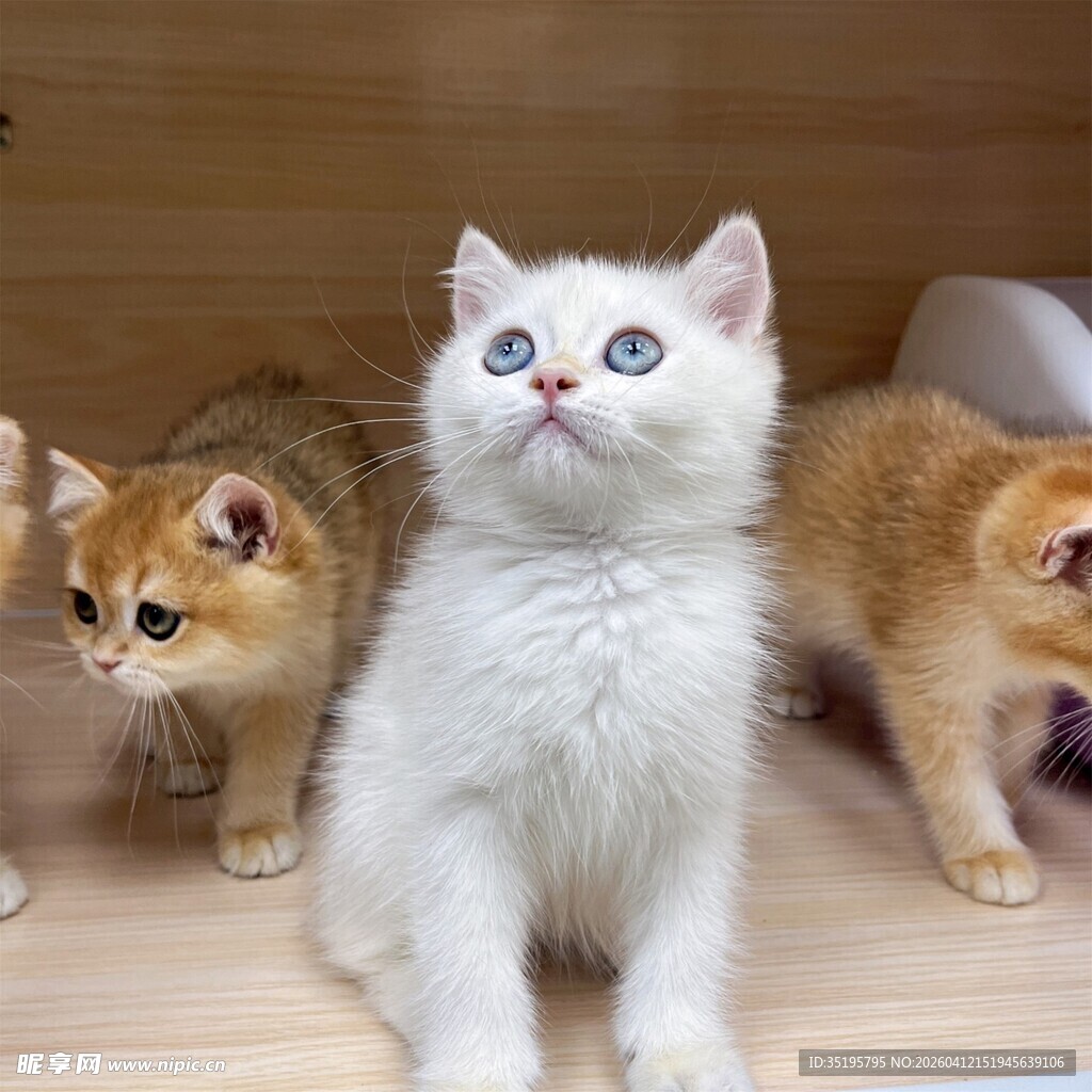 可爱猫咪同框态十足