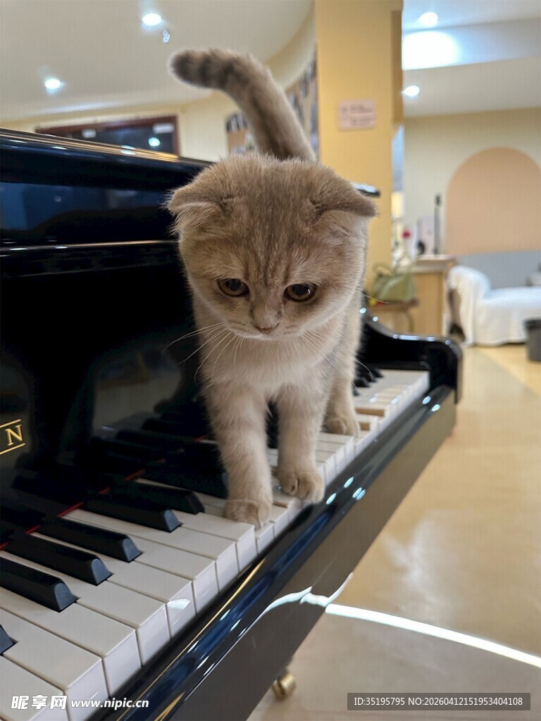 小猫漫步在钢琴黑白键上