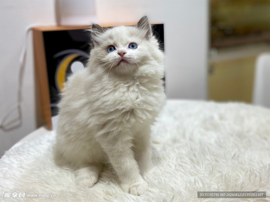 可爱布偶猫端坐毛绒垫上