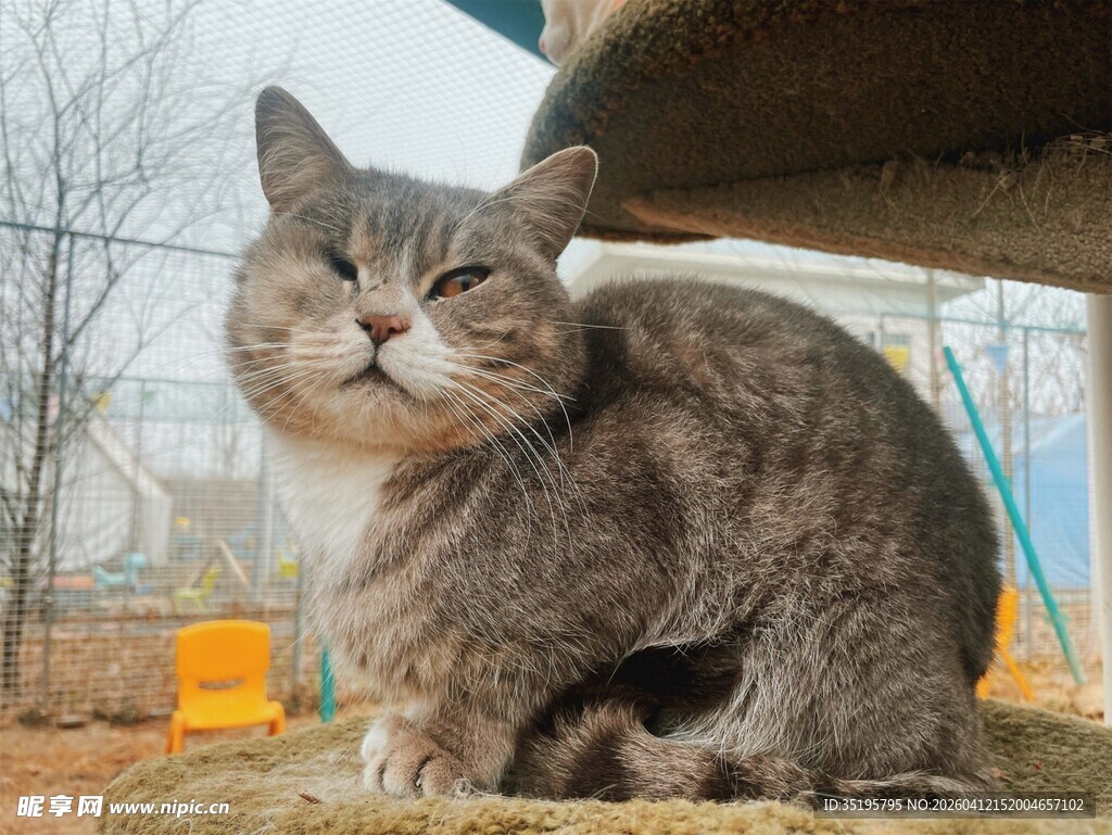户外蹲坐的灰毛猫咪