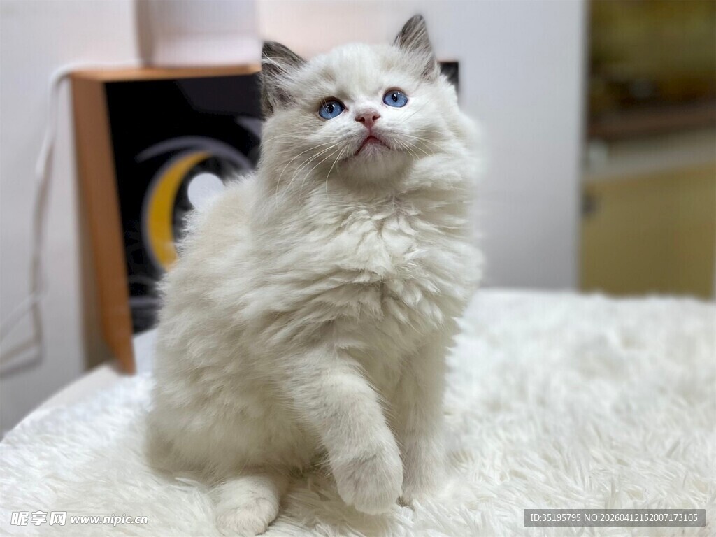 可爱长毛猫咪端坐卖萌