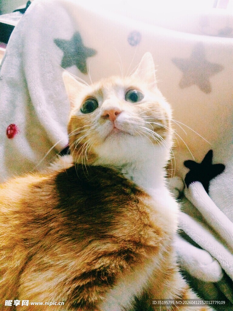 阳光下惬意的可爱猫咪