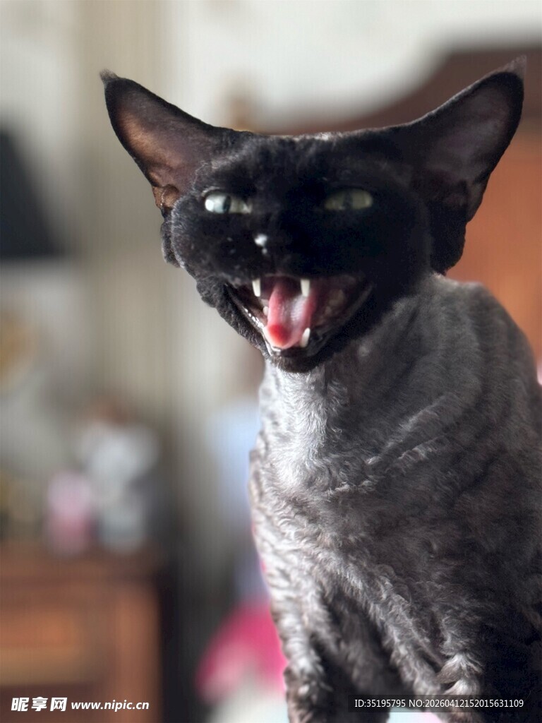张嘴黑猫表情凶猛