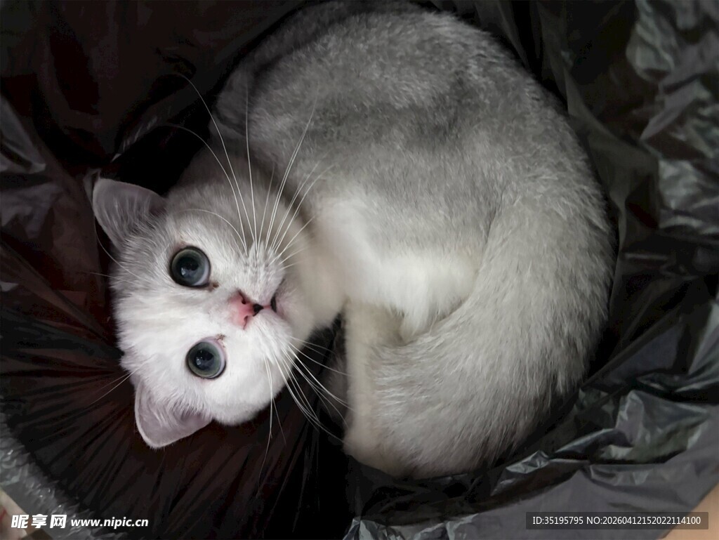 蜷卧的可爱猫咪