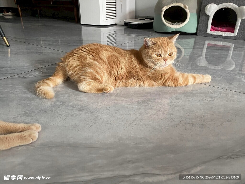 橘猫悠闲躺地