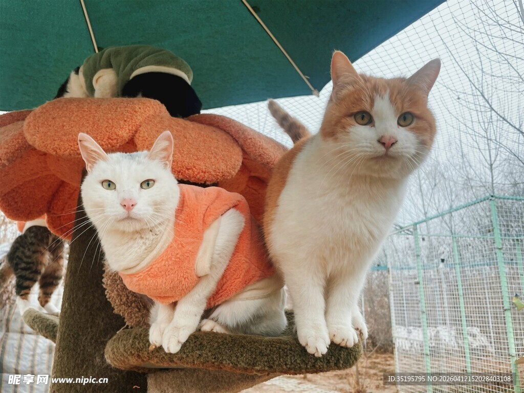穿衣猫咪可爱同框