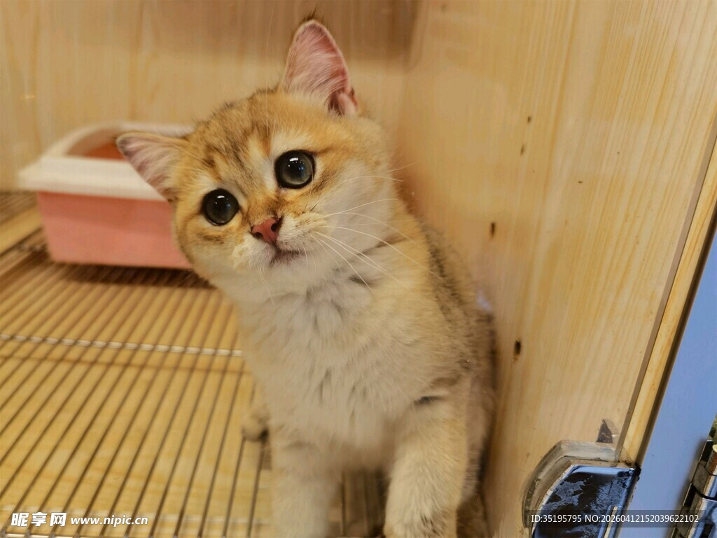 可爱金渐层猫咪室内萌照
