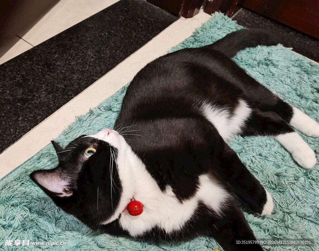 黑白猫咪惬意躺地