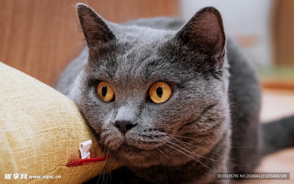 慵懒灰猫趴卧可爱模样