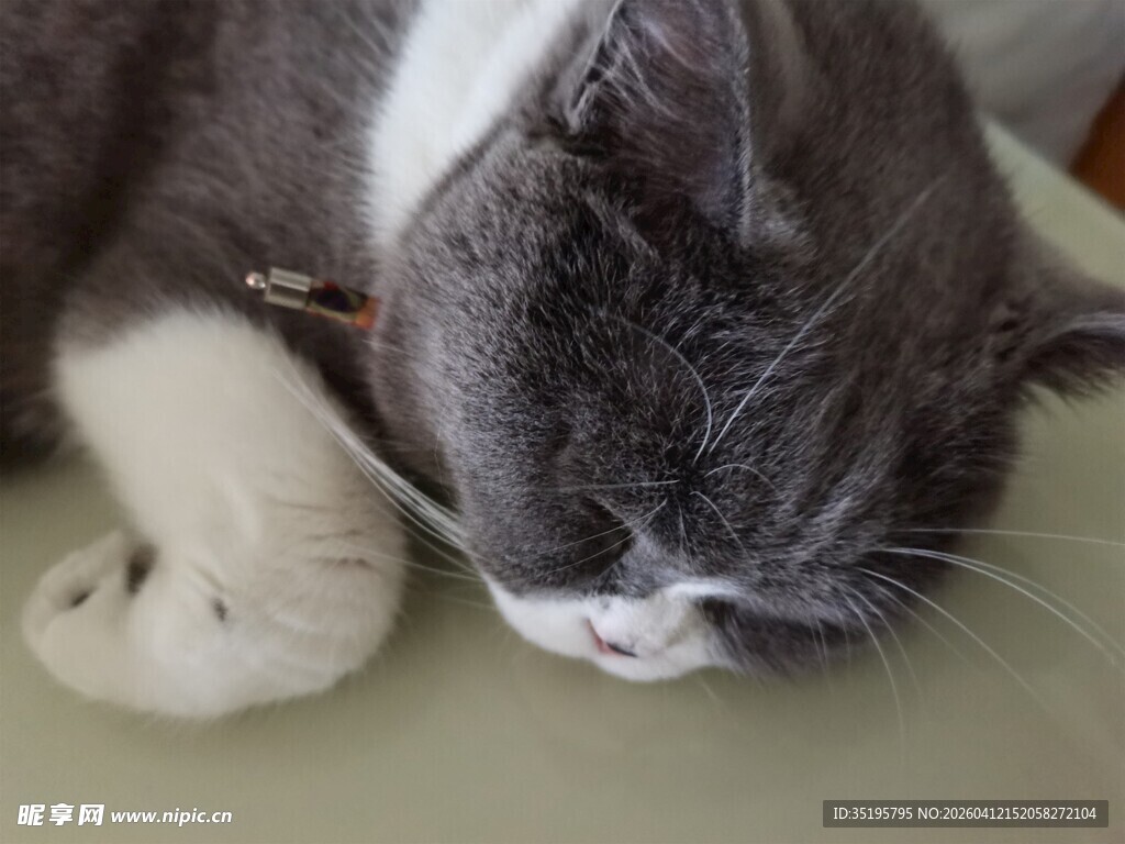 熟睡的灰白猫咪