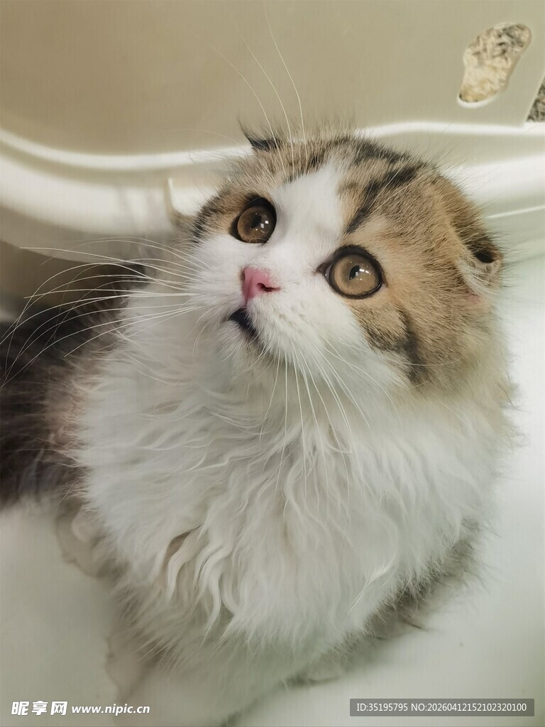 仰头的可爱长毛猫咪