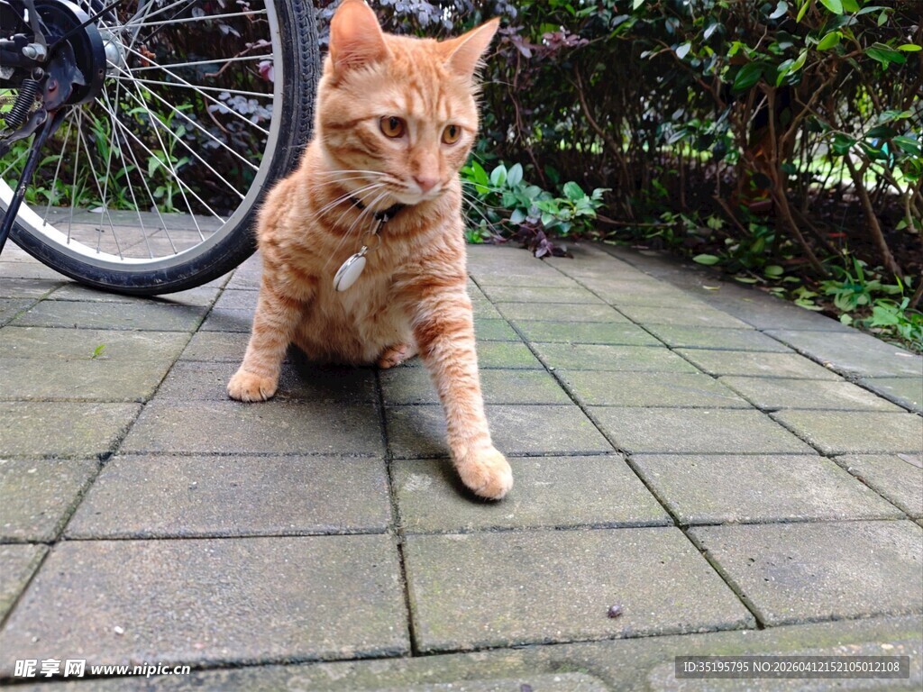 户外萌猫于自行车旁