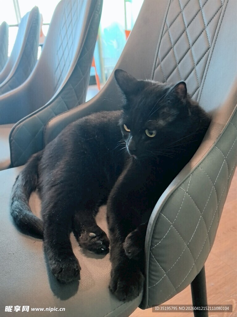 黑猫惬意躺沙发