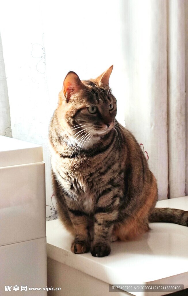 可爱猫咪端坐白色家具上