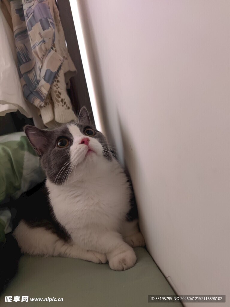 黑白猫咪墙角慵懒模样