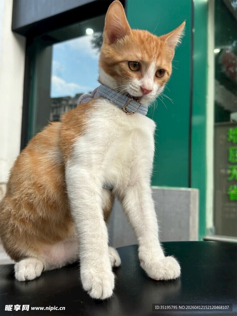 可爱橘白猫咪脖系领结