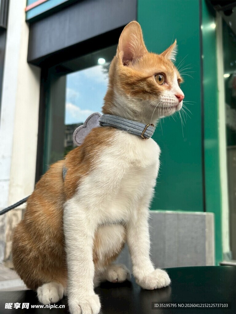 戴围巾的猫咪坐于门前
