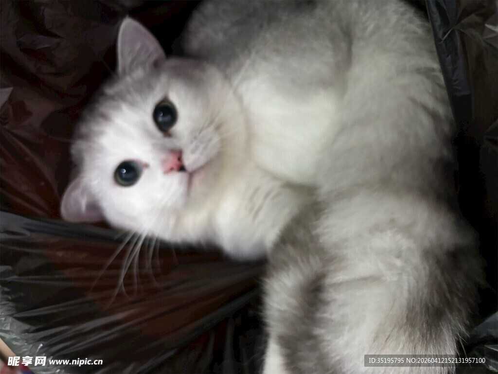 可爱银渐层猫咪躺卧瞬间