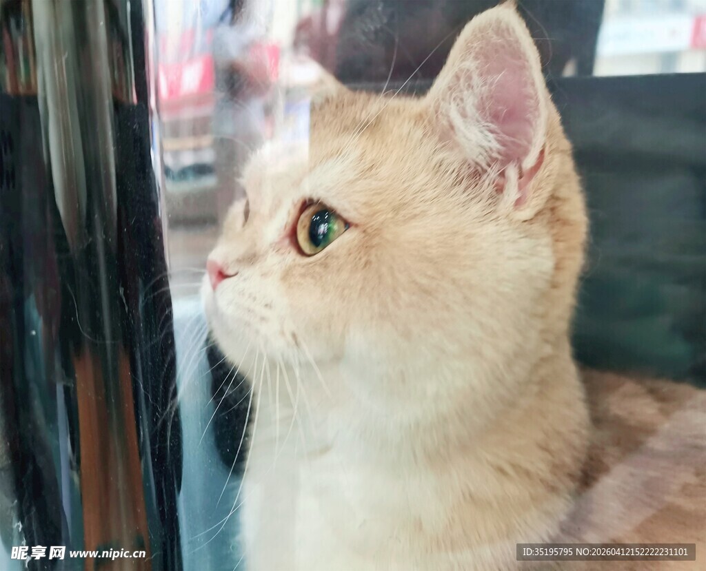 好奇金渐层猫咪望窗外
