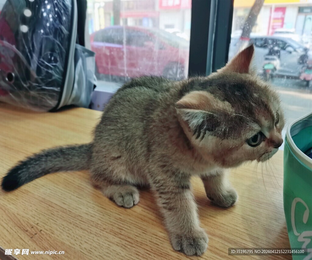 可爱小猫咪在木地板上