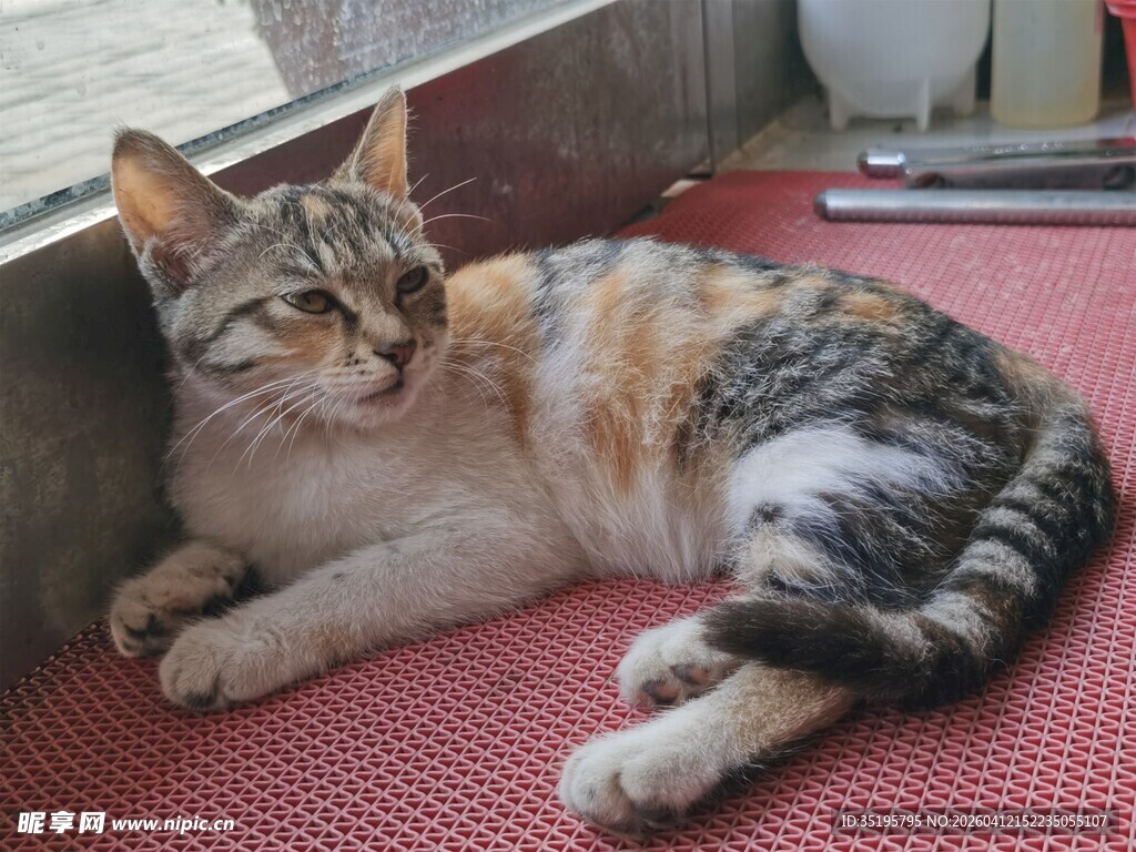 窗边小猫惬意躺卧