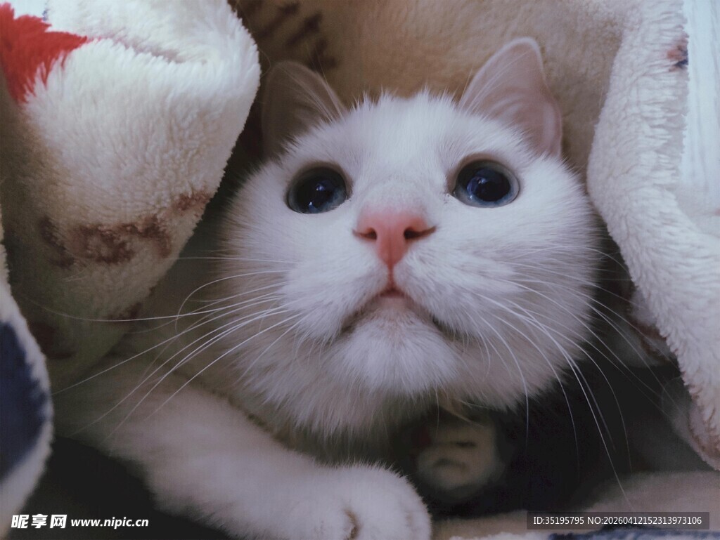 被窝里的可爱猫咪