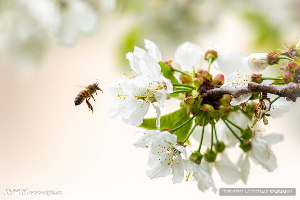 蜜蜂采蜜于洁白樱花间