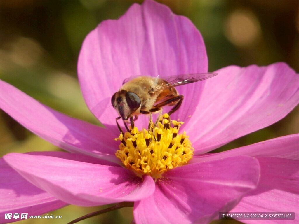 蜜蜂采蜜于粉色格桑花