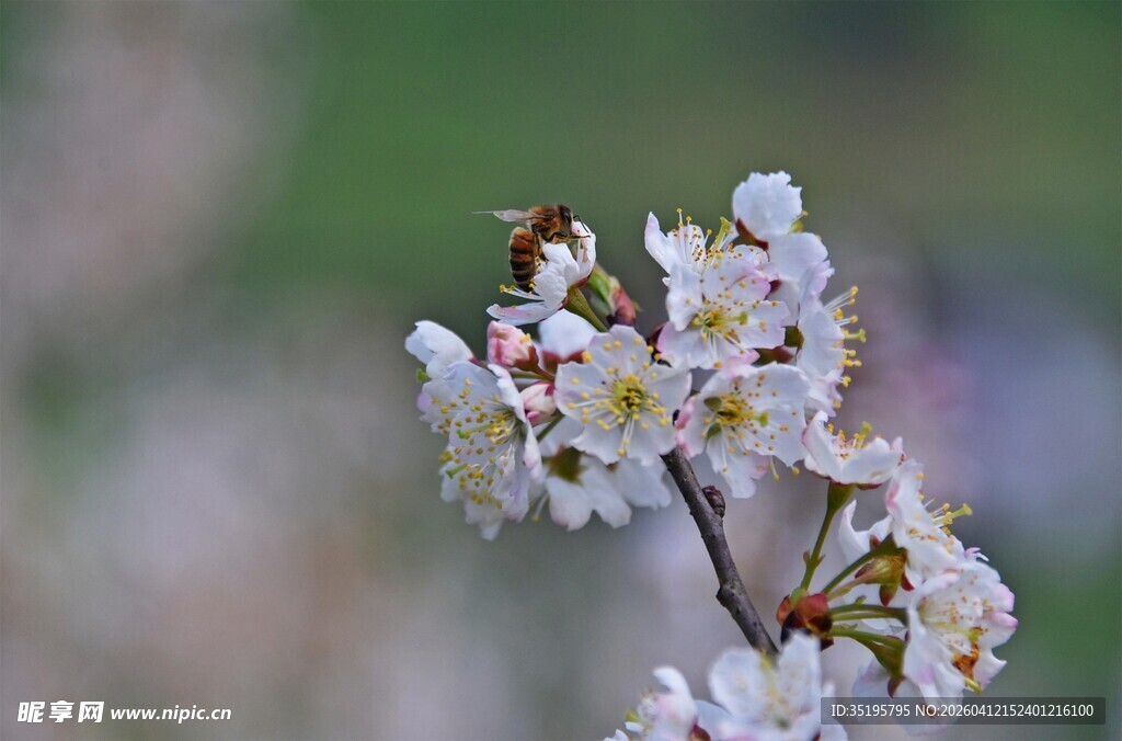 枝头绽放的美丽樱花
