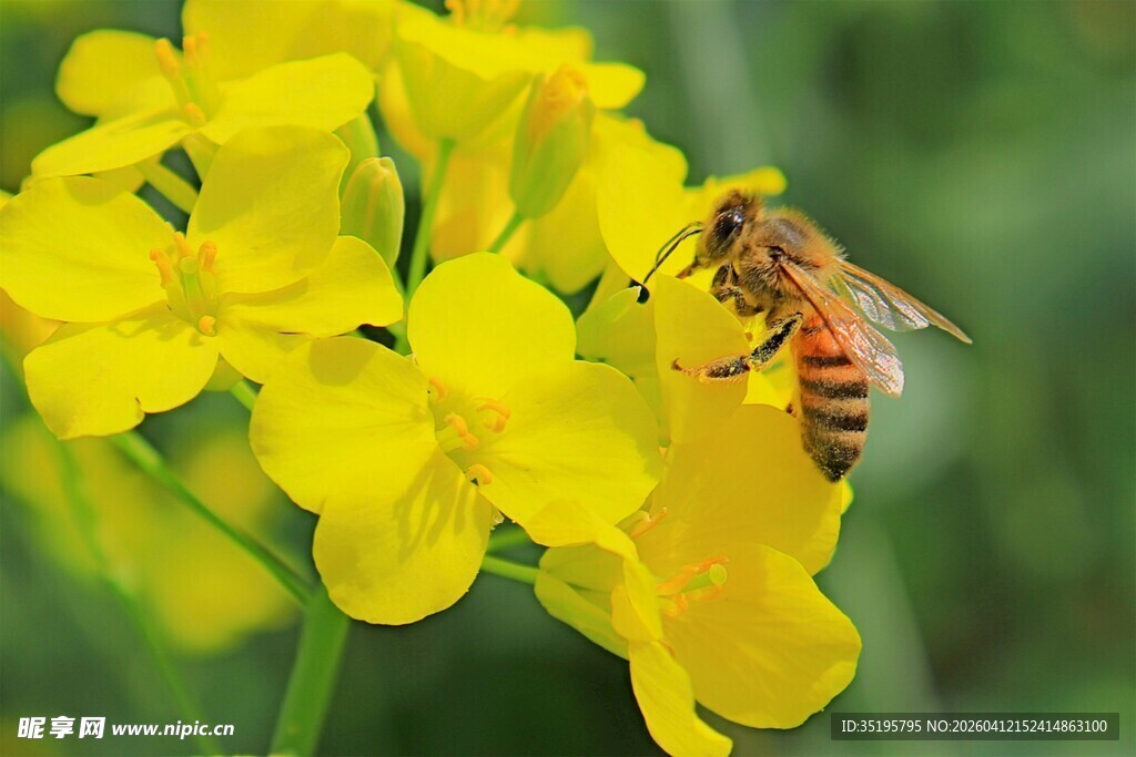 蜜蜂采蜜于黄色油菜花间