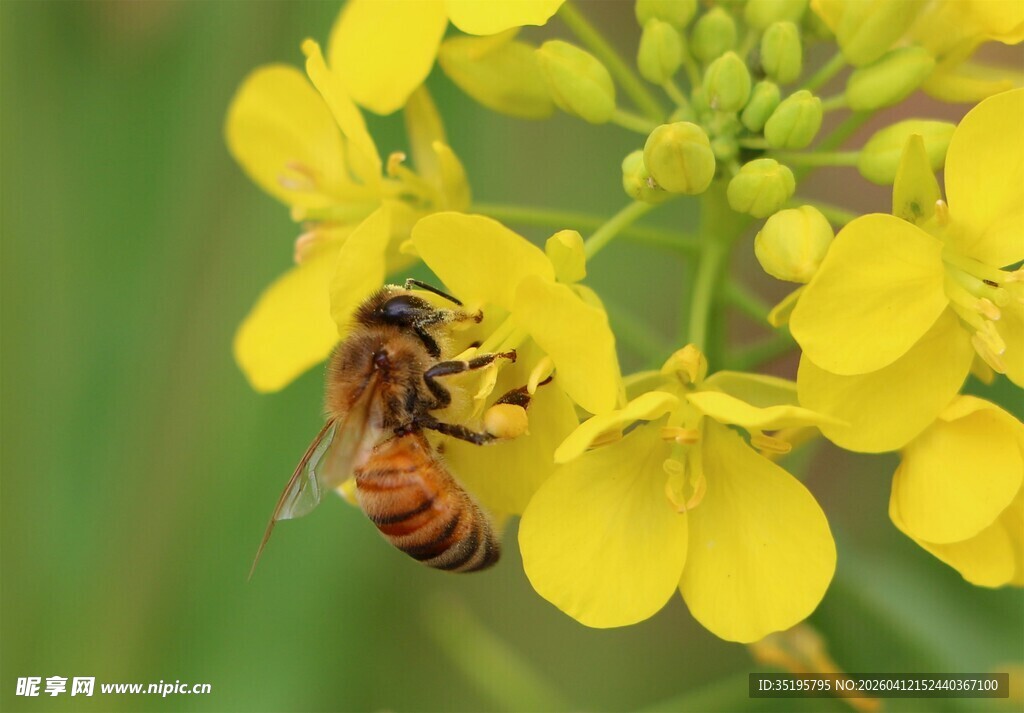 蜜蜂采蜜于黄色油菜花中
