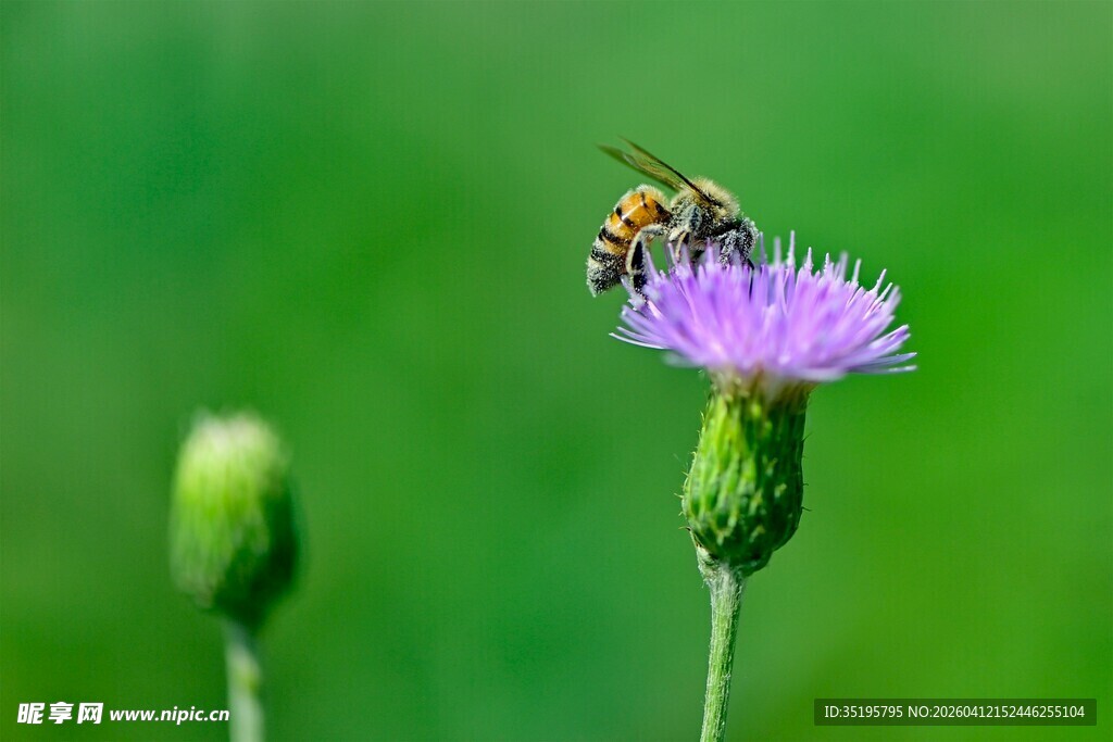 蜜蜂采蜜于紫色花朵上
