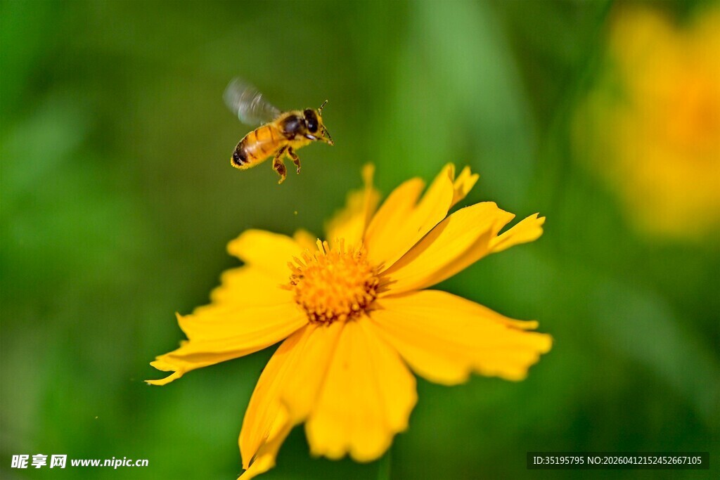 蜜蜂飞舞于黄色小花上
