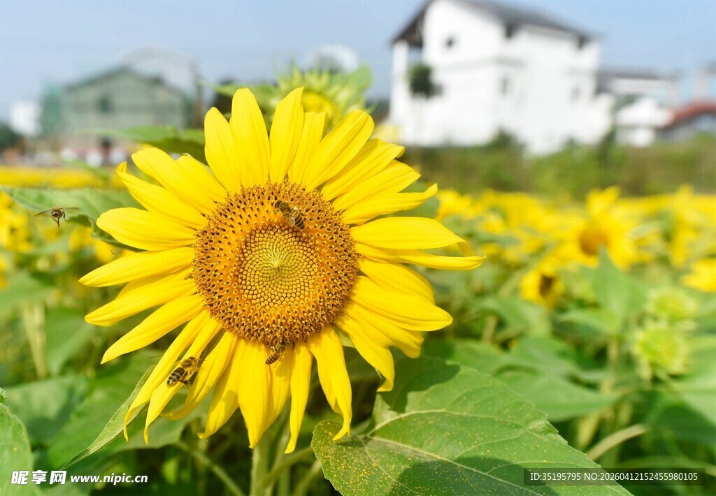 向日葵花田的灿烂美景