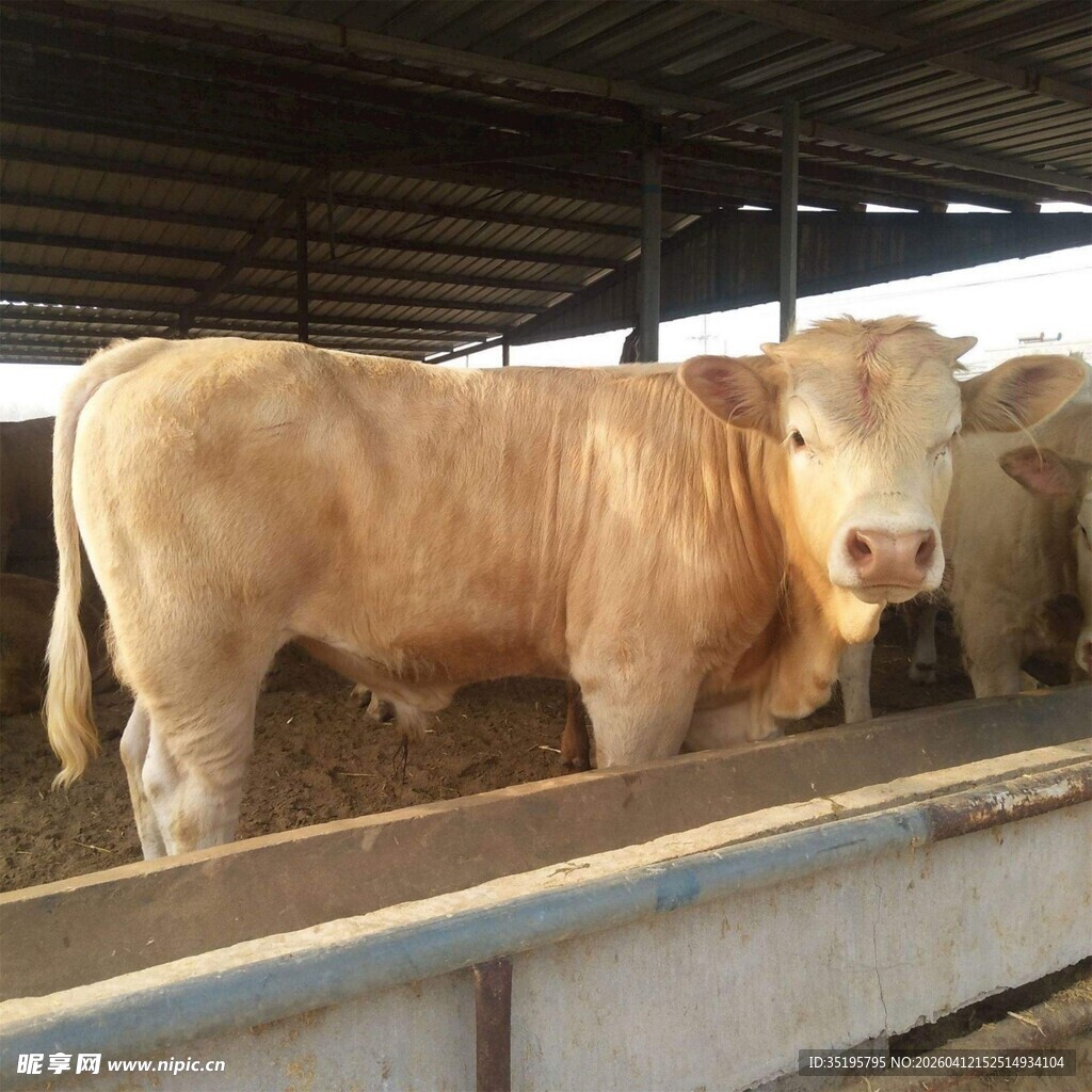 棚内站立的健壮黄牛