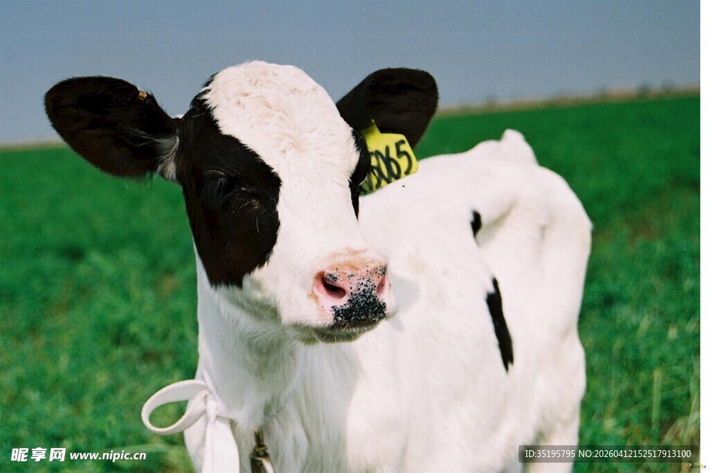 黑白花奶牛站在绿草地上