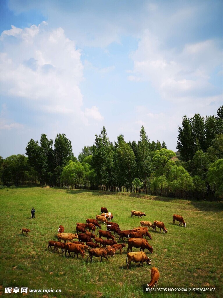 草原上的牛群风景