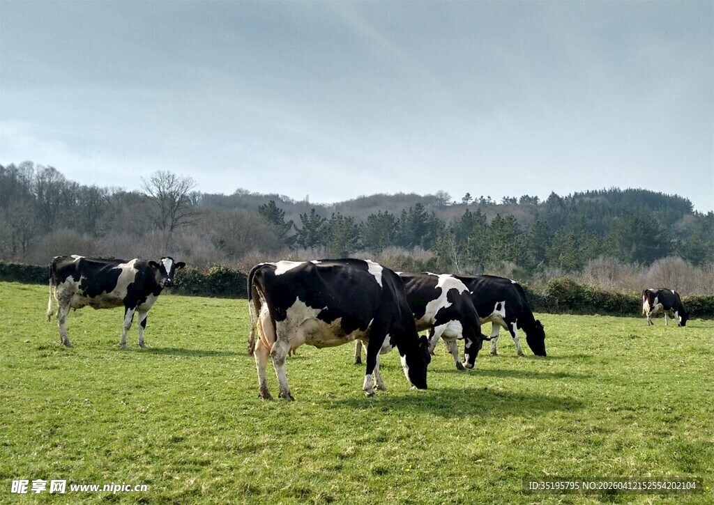 草原上的黑白花奶牛
