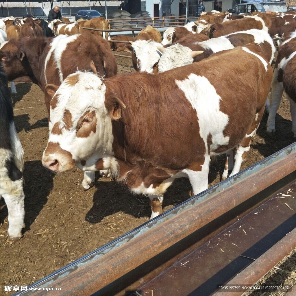 牛群聚集在围栏内