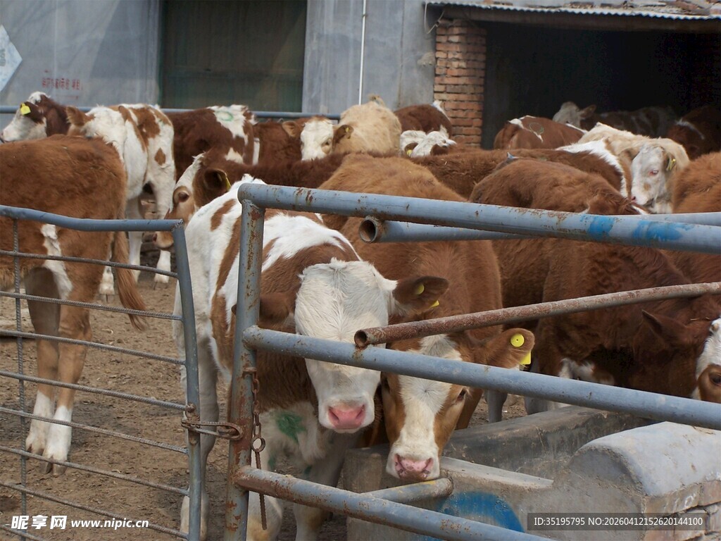 牛群在围栏内的养殖场景