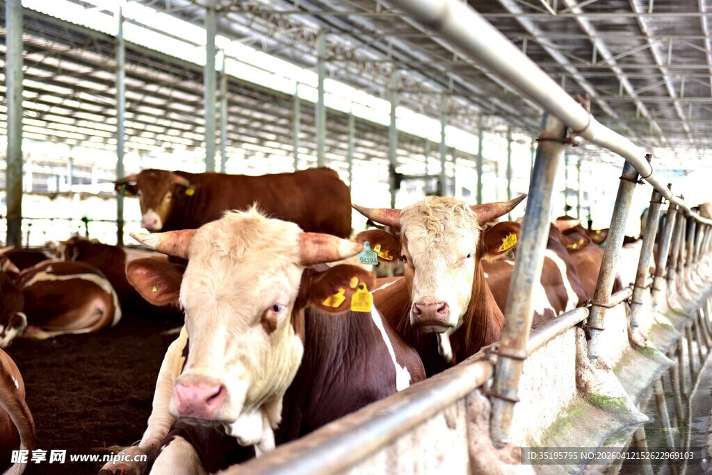 牛舍内的牛群
