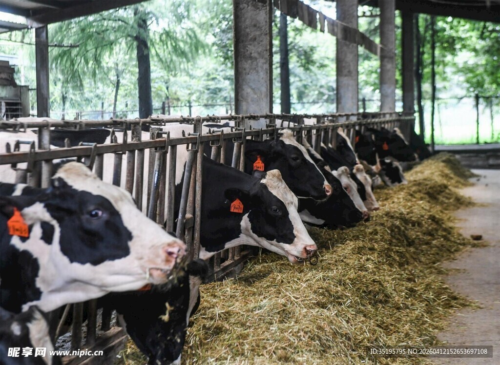牛舍内奶牛进食新鲜草料