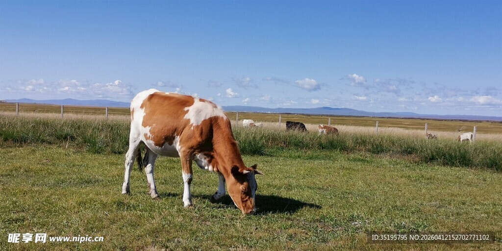 草原上吃草的棕白相间奶牛