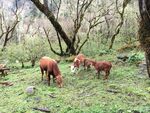 山林间的几头吃草红猪