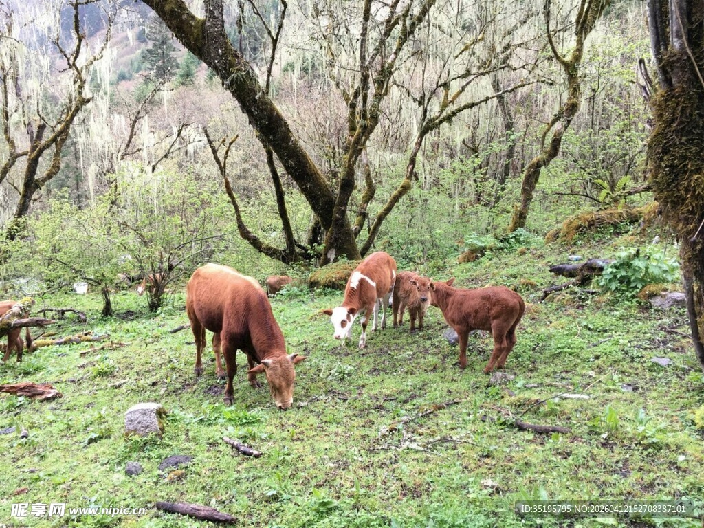 山林间的几头吃草红猪